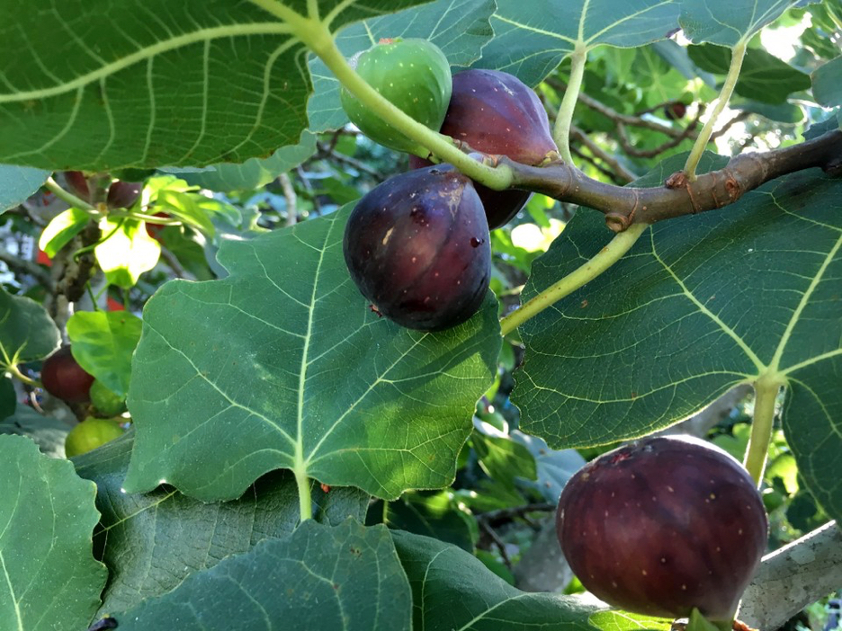 Ripe Figs, Kate Chopin, characters, setting