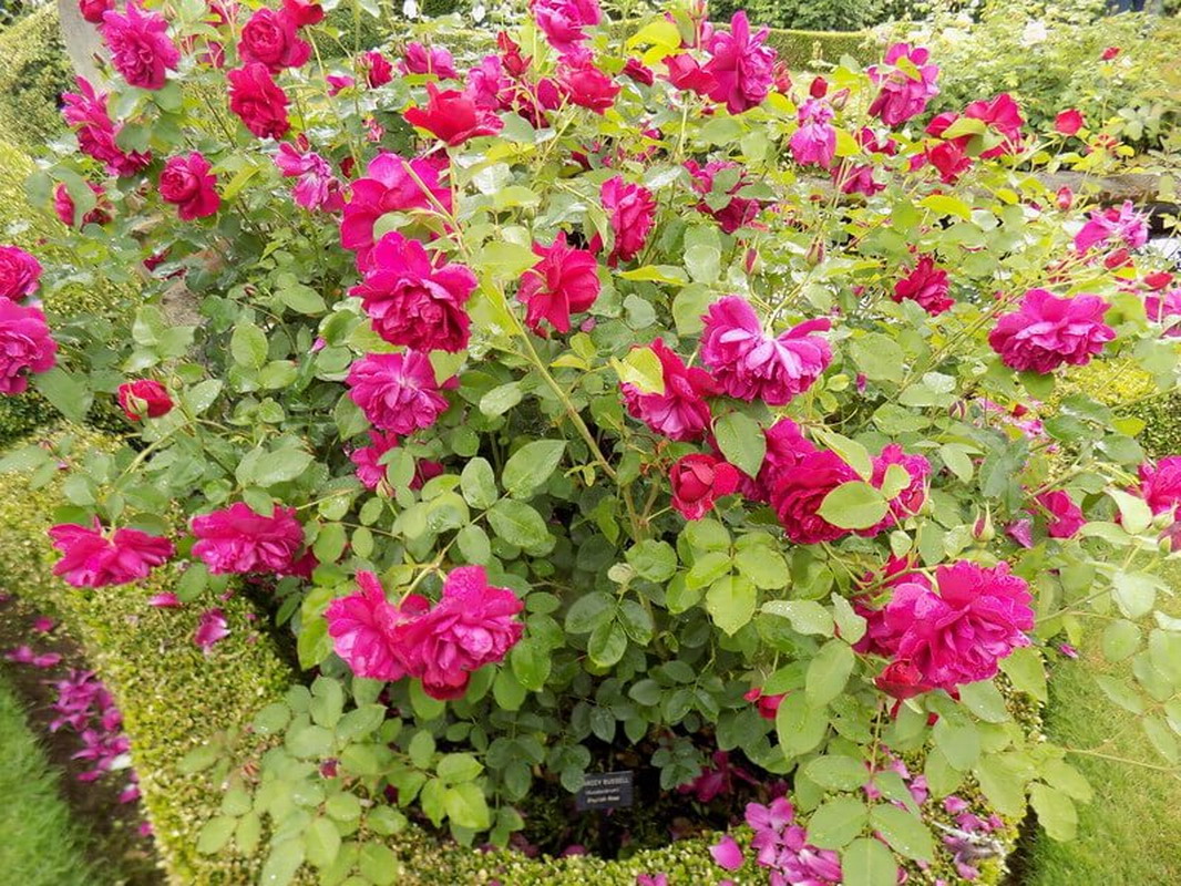 What they don't tell you in the rose catalogue Katherine Crouch