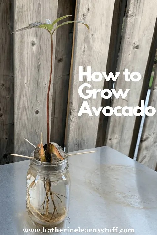 How To Grow Avocados Indoors Katherine Learns Stuff!