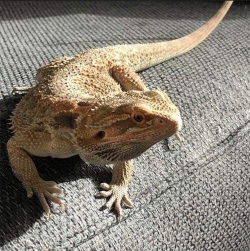 New York pet sitter, cat sitters New York, NYC cat boarding, New York