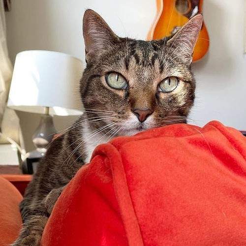 New York pet sitter, cat sitters New York, NYC cat boarding, New York