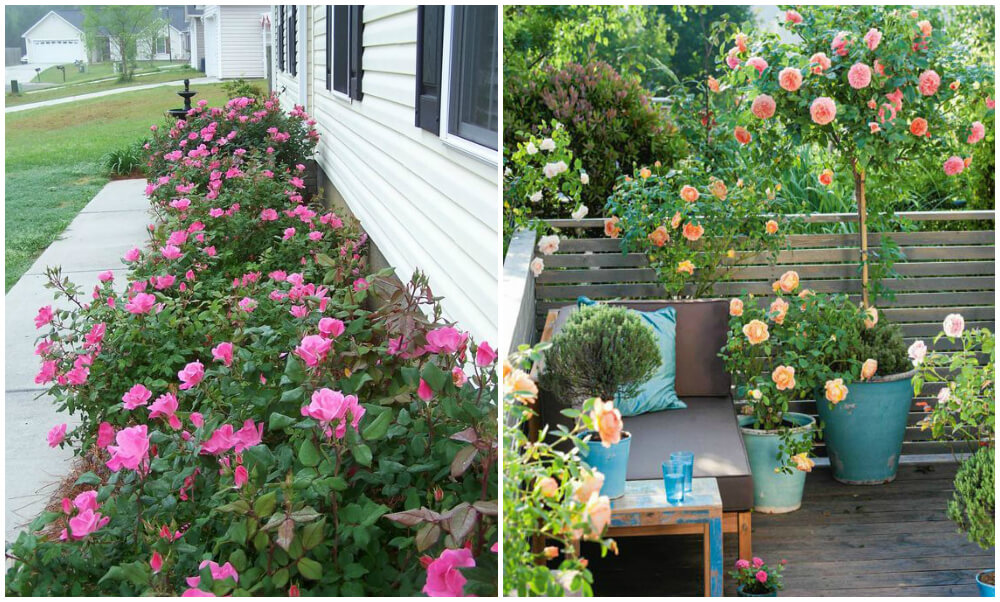Plant some roses at your house?
