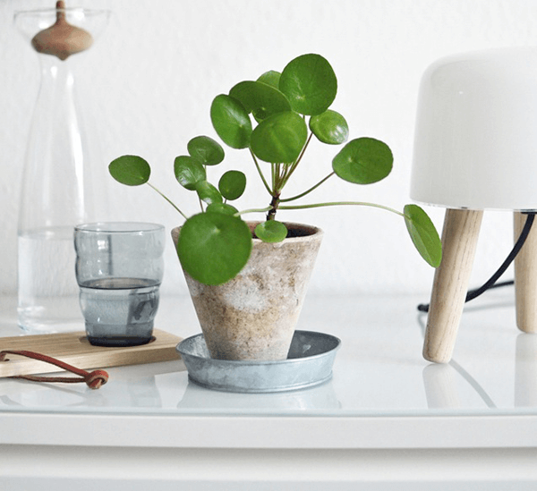 3 indoor plants you need for 2017