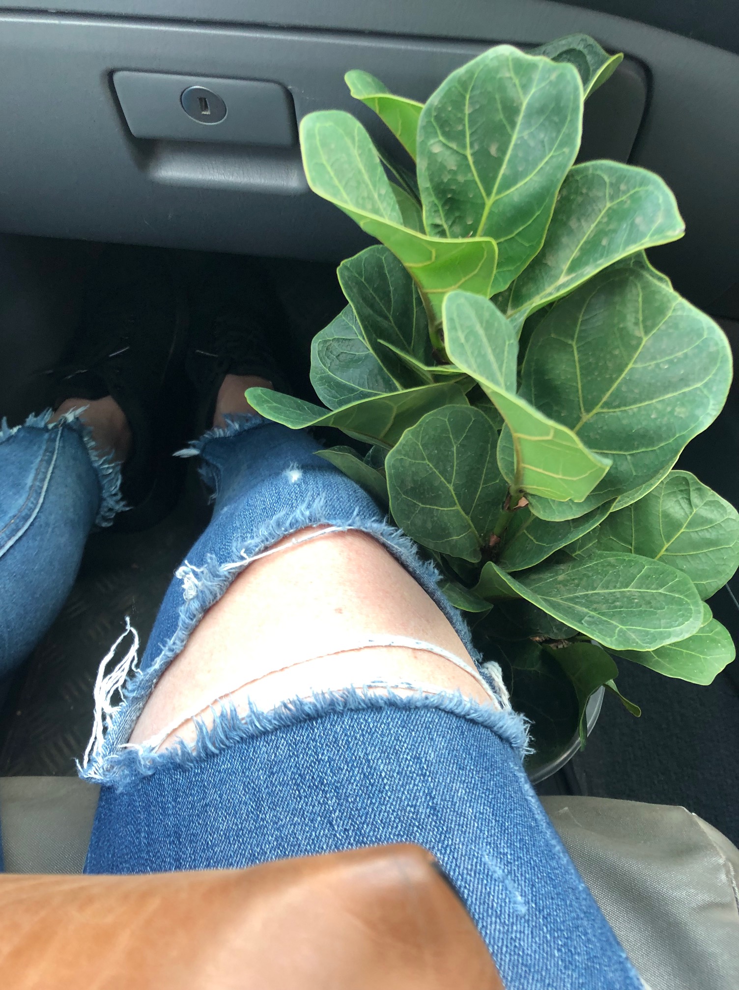 Polish the leaves on your indoor plants