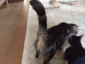 Katwaardig. Praktijk Voor Kattengedragstherapie. - Home -