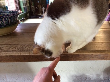 Katwaardig. Praktijk Voor Kattengedragstherapie. - Home -