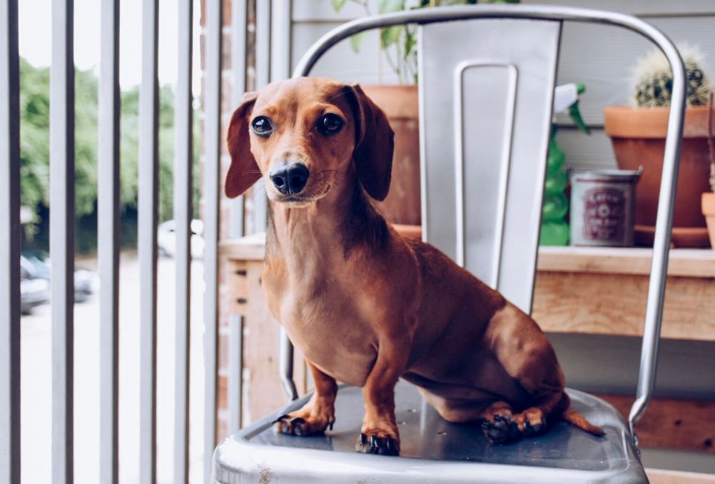 Katy Texas Lost Pets Classifieds Katy, Local classified listings for