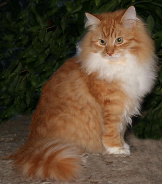 rotspotted+white Farberklärung Maine Coon Katze,Siberian