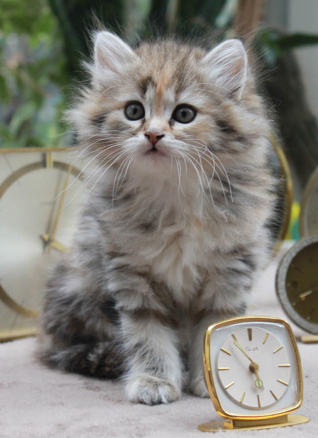 Sibirische Katzen Babies, Neva Masquerade/Siberian Q3Wurf