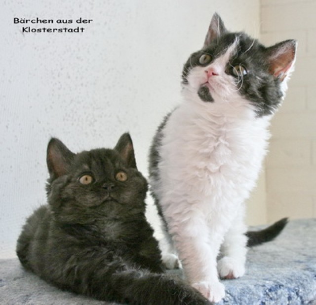 Selkirk Rex Kleinanzeigen Selkirk Rex Annoncen Selkirk Rex Inserate