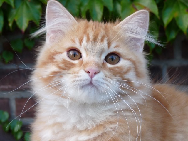 wunderschöner Deutsch Langhaar Kater,red tb mc, sucht sein neues zu Hause