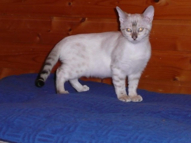 Bengal Kleinanzeigen Bengal Annoncen Bengal Inserate Bengal
