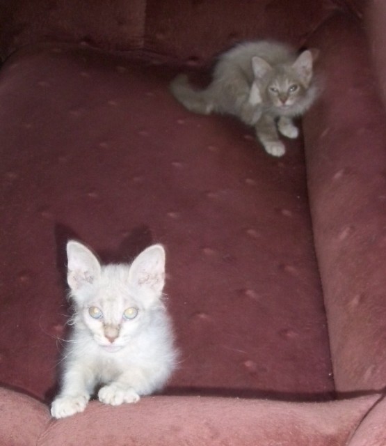 Katzen Sonstige Kleinanzeigen Katzen Sonstige Annoncen