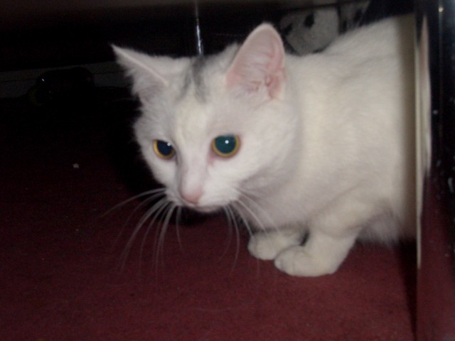 Birma Katze Kaufen Oldenburg Birma Katze Red