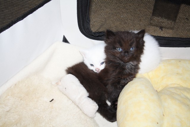 Wunderschöne BKH / Türkisch Van Mix Kätzchen Kitten katzen