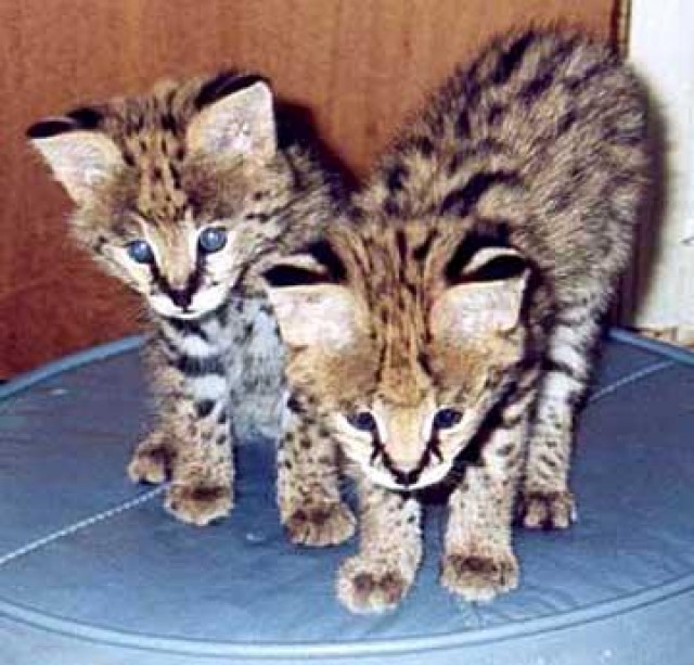 EXOTIC SERVAL, Savannah, Ozelot und Bengal Kätzchen VERFÜGBAR. katzen
