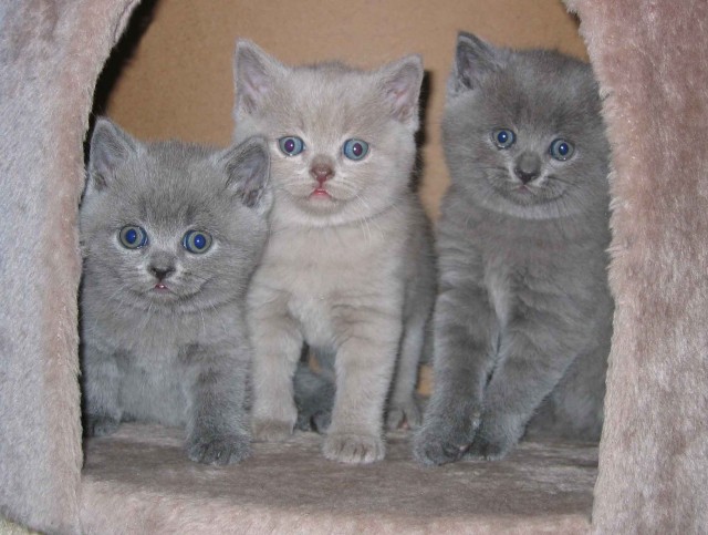 Baby Katzen Schwarz Mit Blauen Augen Perser Katzenbabys zu verkaufen