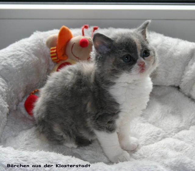 Selkirk Rex Kleinanzeigen Selkirk Rex Annoncen Selkirk Rex Inserate