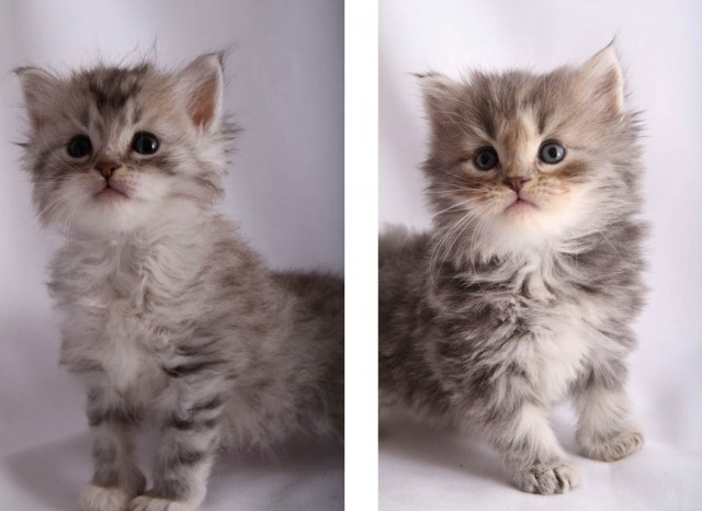 Sibirische Katzen für Weihnachten 3 Monate
