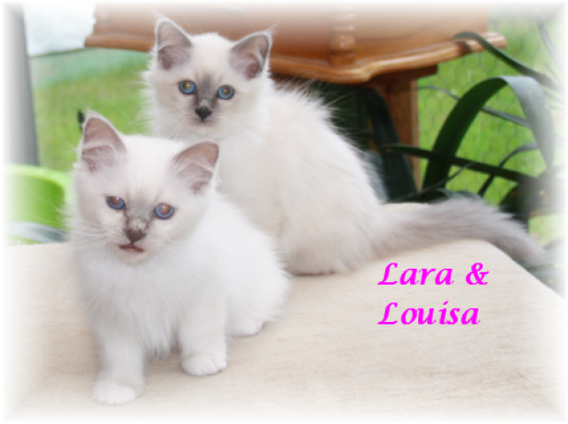 Birma Katze Berlin Birma Katze Red