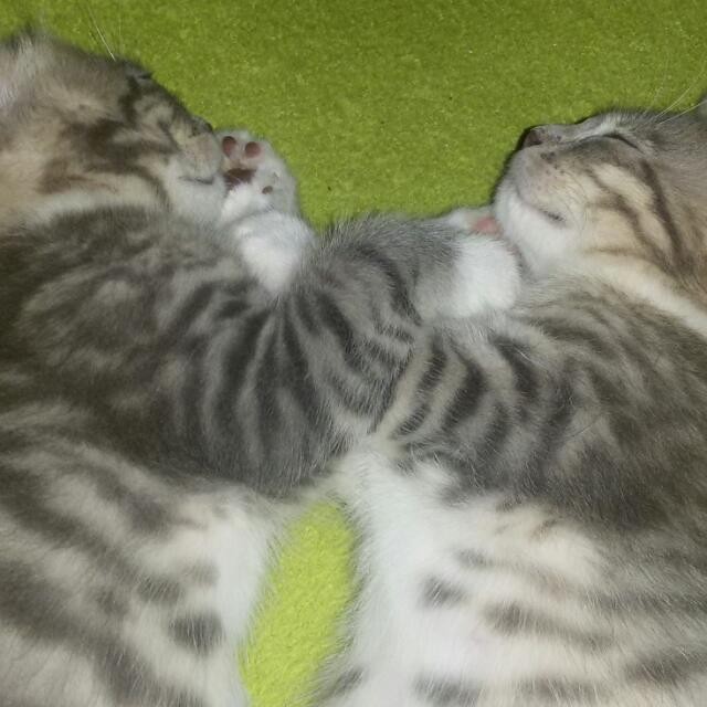 süße Main Coon bengal kitten abzugeben