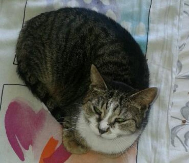 Katzen Kleinanzeigen Katzen Anzeigenmarkt Katzen Marktplatz