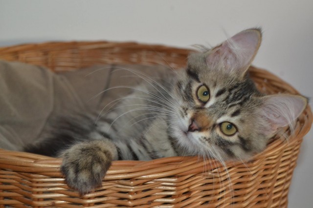 Katzenkinder Kleinanzeigen Katzenkinder Anzeigenmarkt Katzenkinder