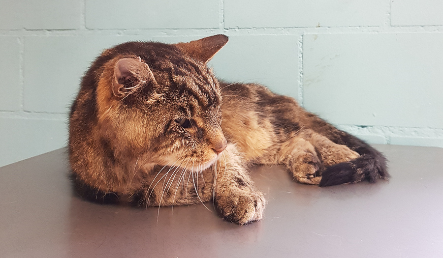 Fellpflege der älteren Katzen catmosphere Katzensalon