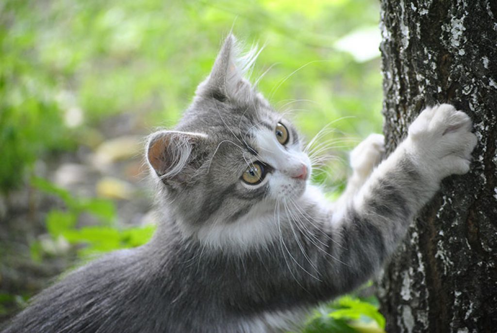 Katze ohne Chemiekeulen entwurmen Katzenfutter Test