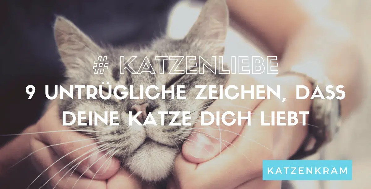 Katzenliebe 9 klare Zeichen, dass deine Katze dich liebt