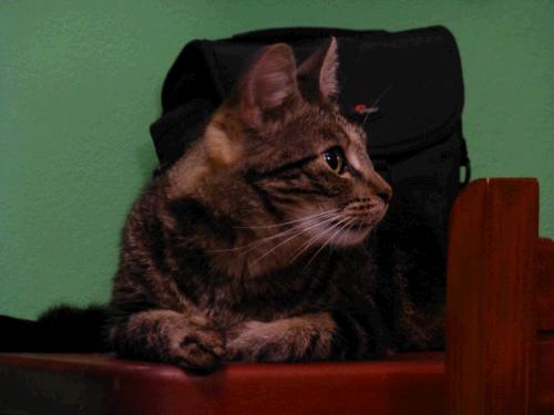Zahnfleischentzündung www.Katzensprechstunde.de