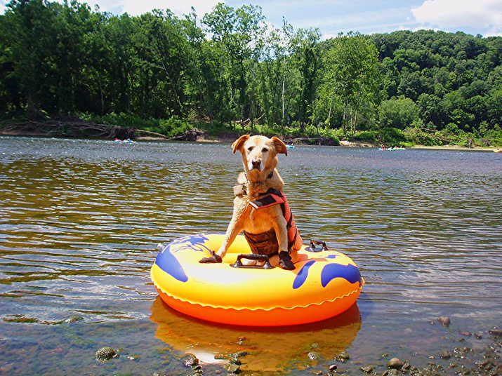 How To Modify A Kayak For A Dog? Kayak Help