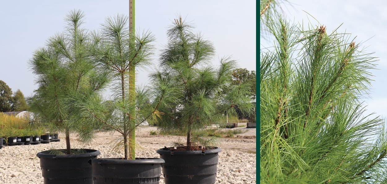 These two later introductions of eastern white pine are skinny trees. Eastern White Pine Evergreens Johnson S Nursery Knowledgebase