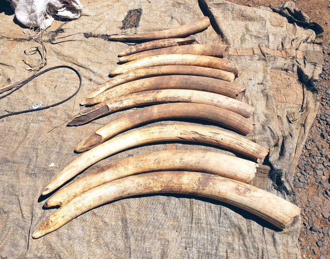 Detectives intercept elephant tusks worth millions KBC