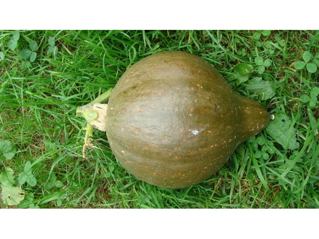 Courge potiron vert olive(part de 1 kg)