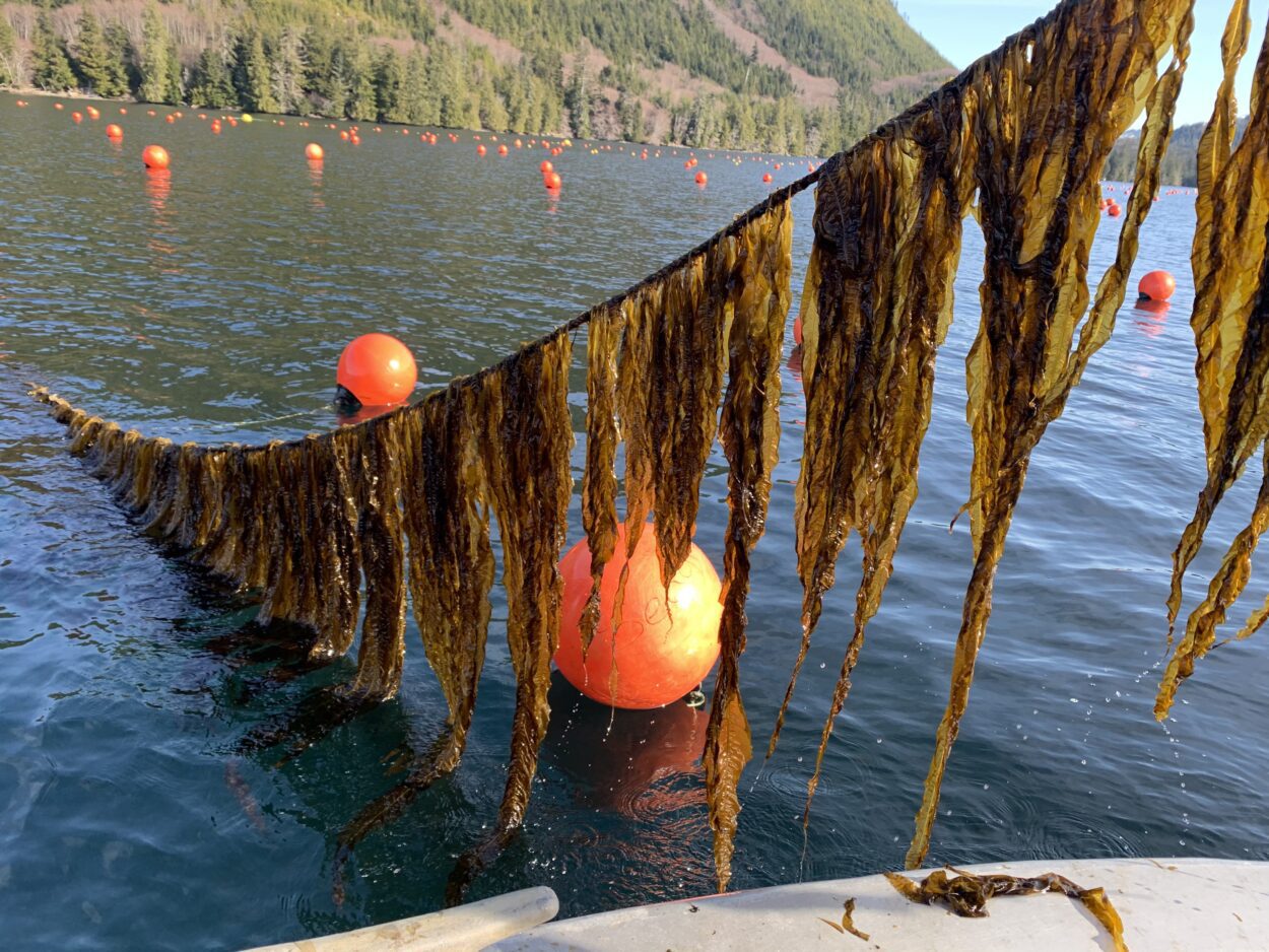 Interest in kelp farming is on the rise in Alaska, but the