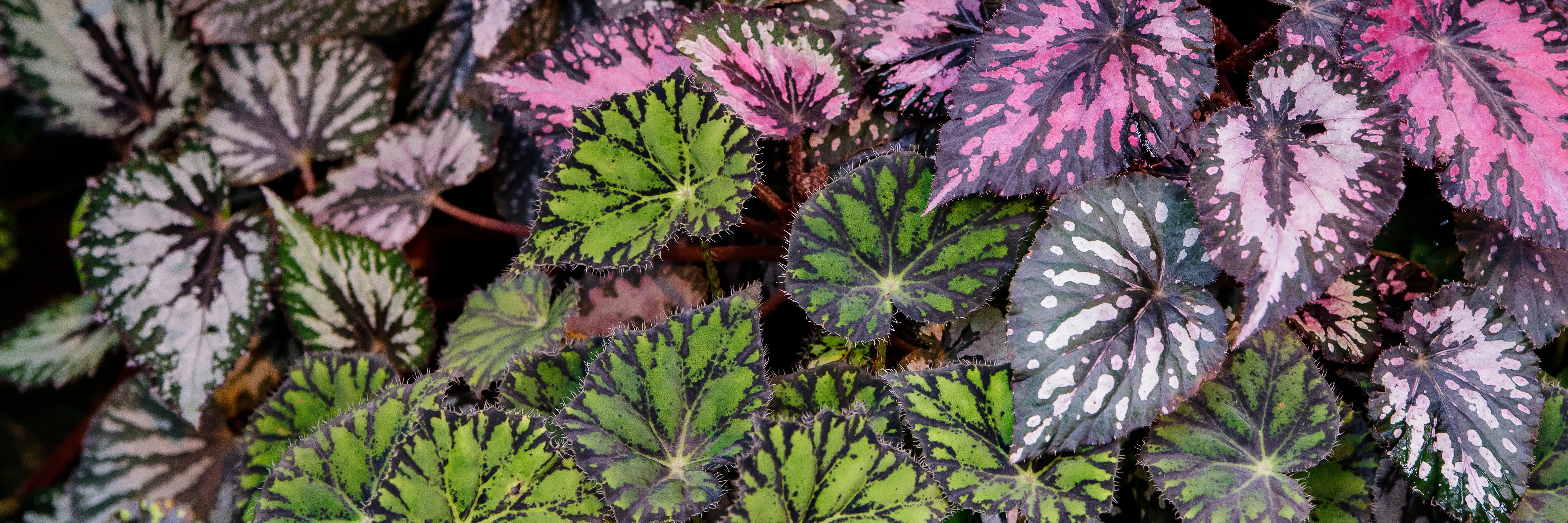 Begonia The Plant Factory Wholesale Plants