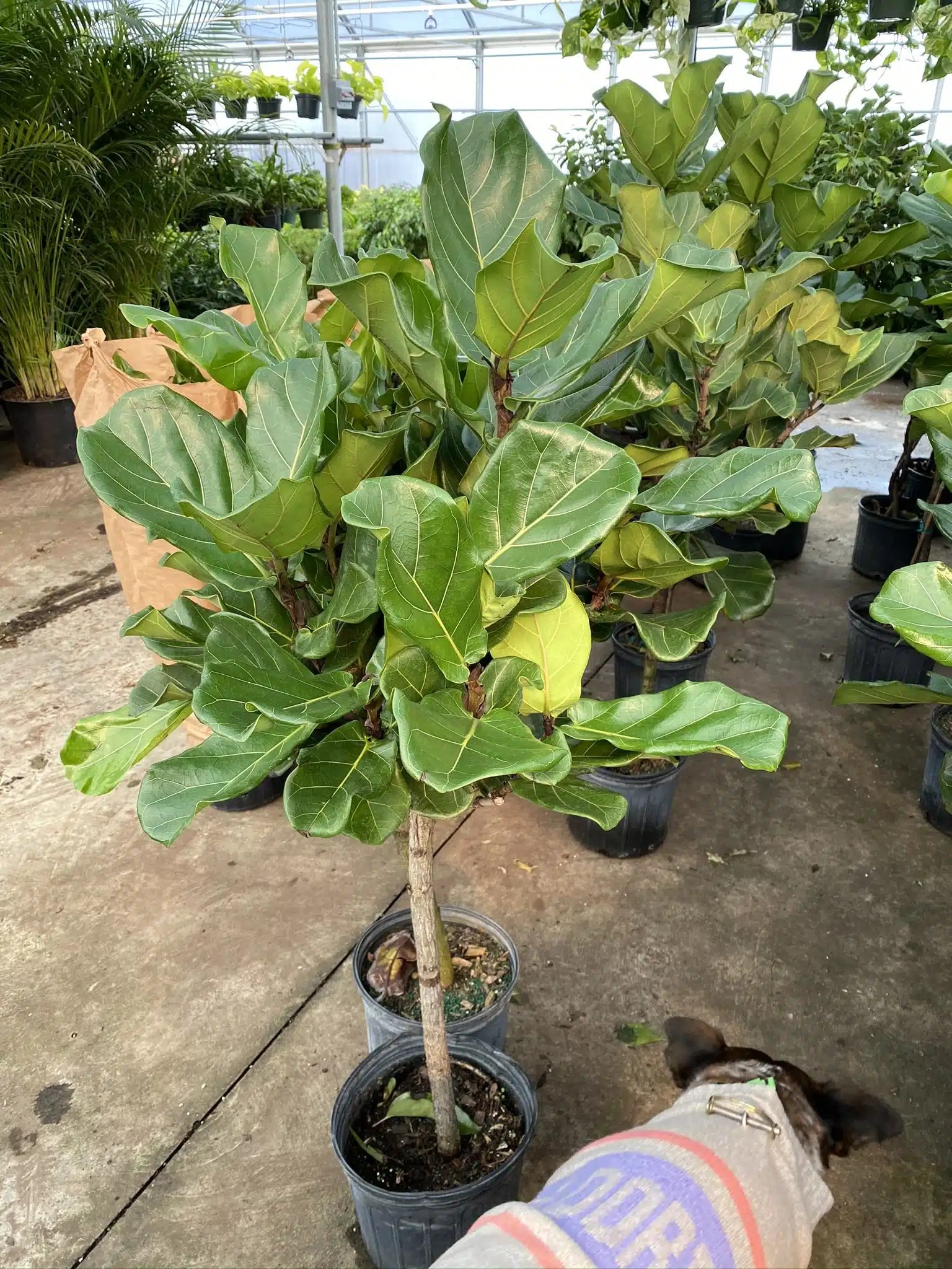 10″ Fiddle Fig (Tree) The (KC) Plant Factory