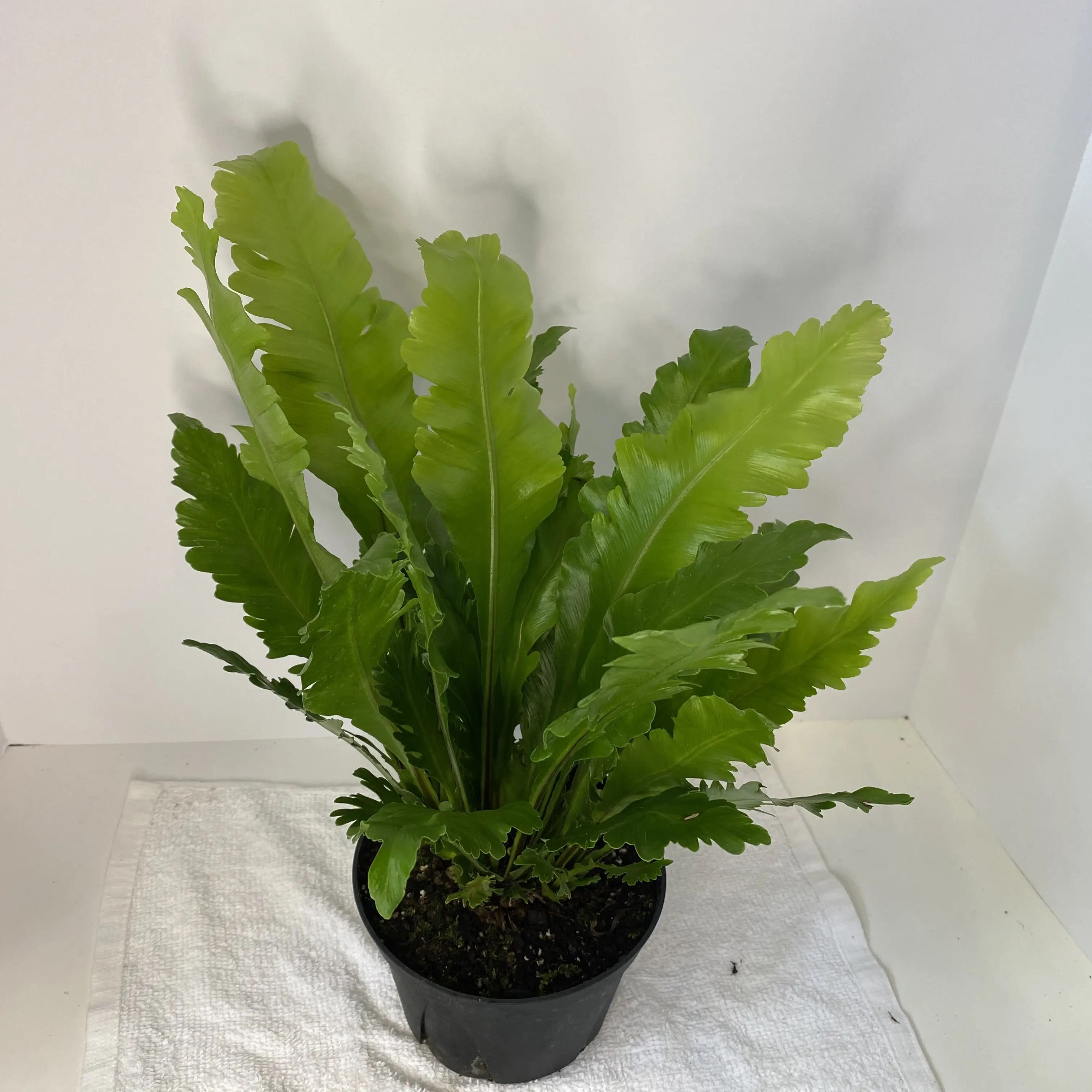 6″ Birds Nest Fern Champion The Plant Factory Wholesale Plants