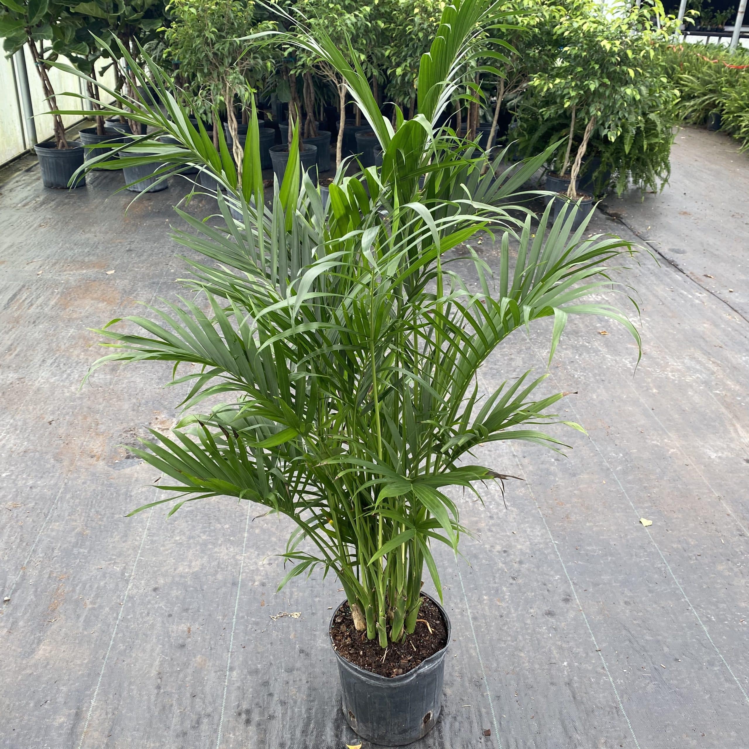 Palm 10In Cat The Plant Factory Wholesale Plants Palm 10In Cat The Plant Factory Wholesale Plants