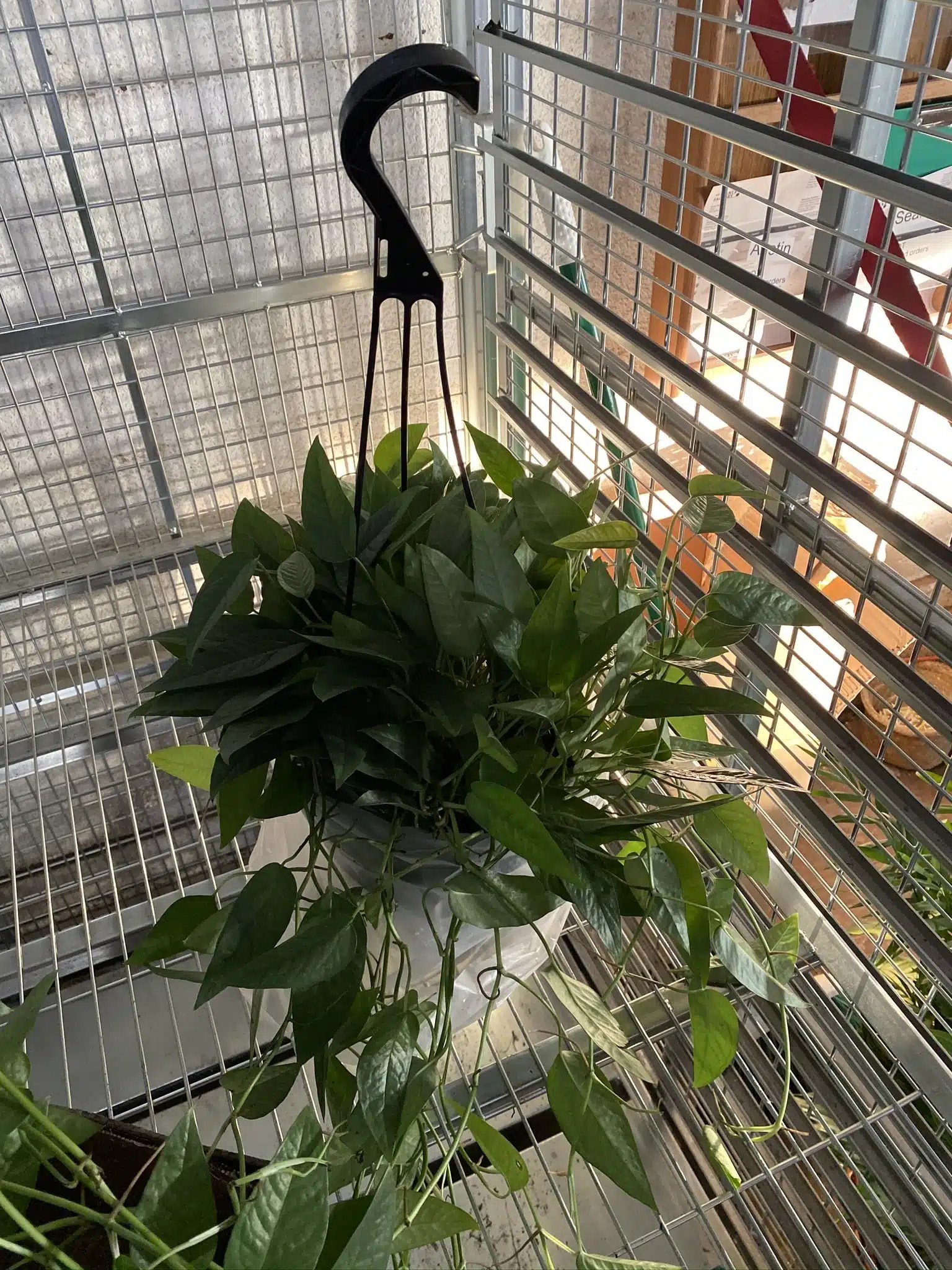 8″ HB Pothos Cebu Blue The Plant Factory Wholesale Plants