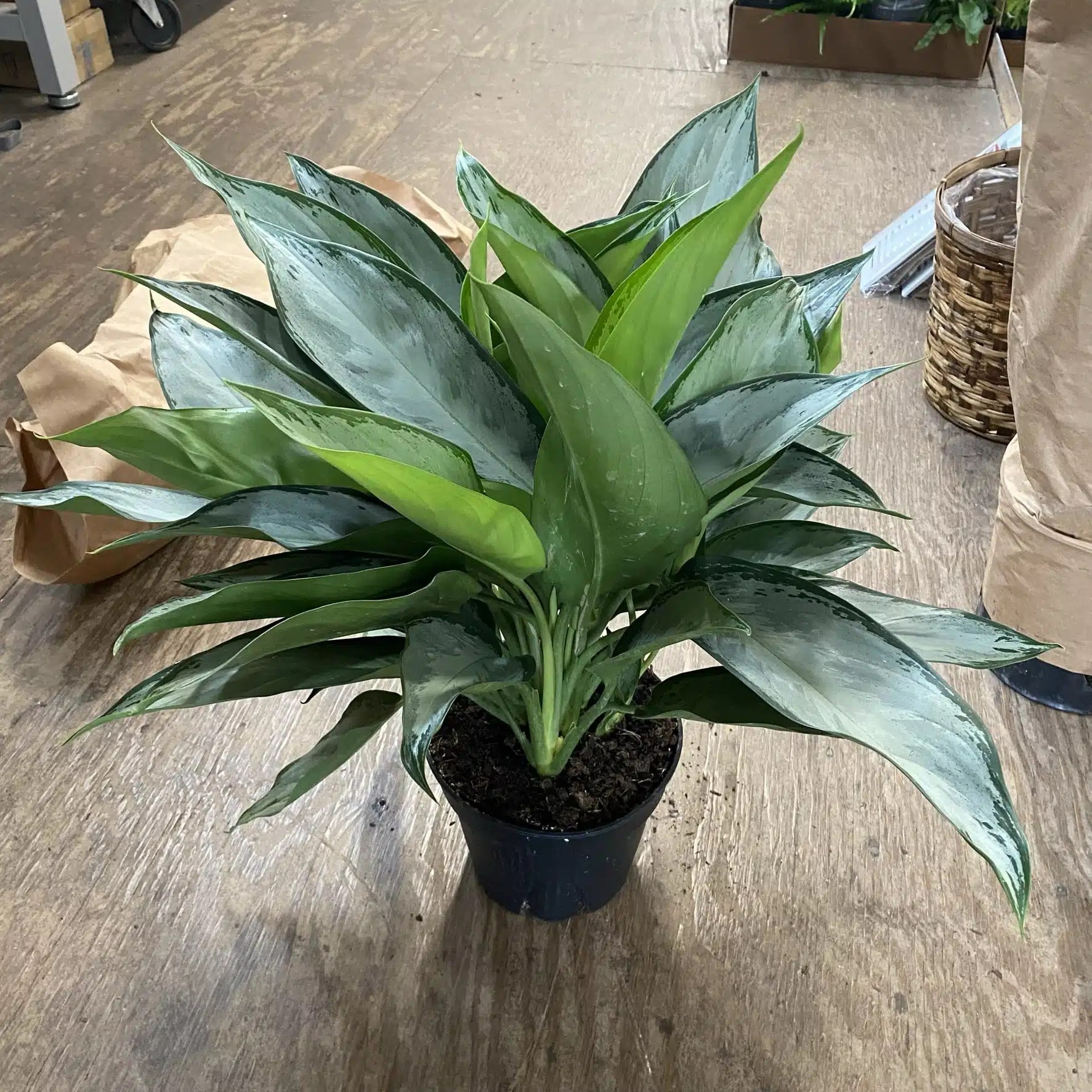8″ Aglaonema Silverado The Plant Factory Wholesale Tropical Plants