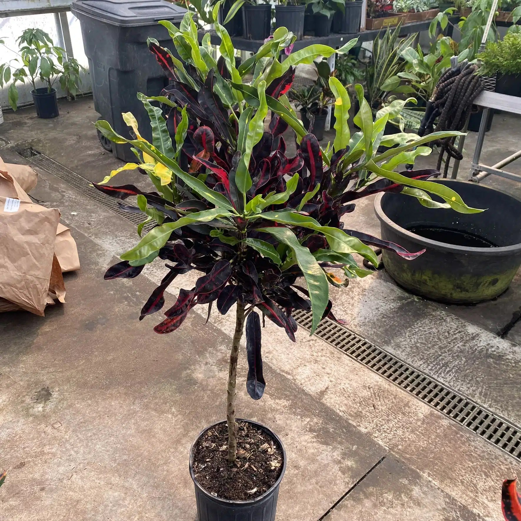 10″ Croton Mammy (Tree) The Plant Factory Wholesale Tropical Plants