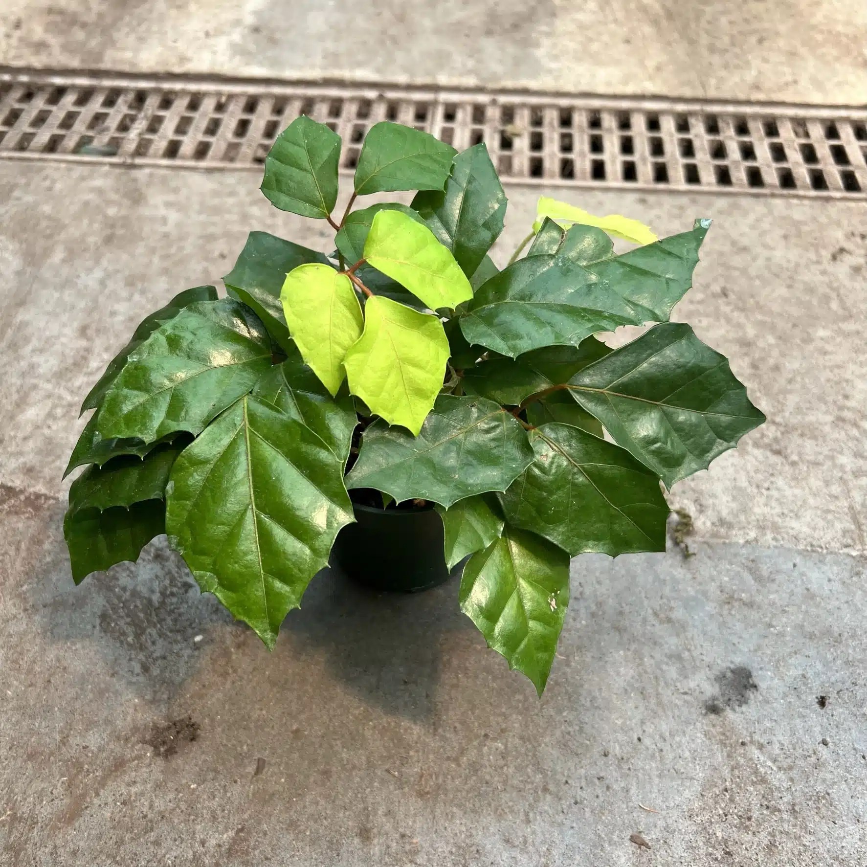 4″ Ivy Grape The (KC) Plant Factory
