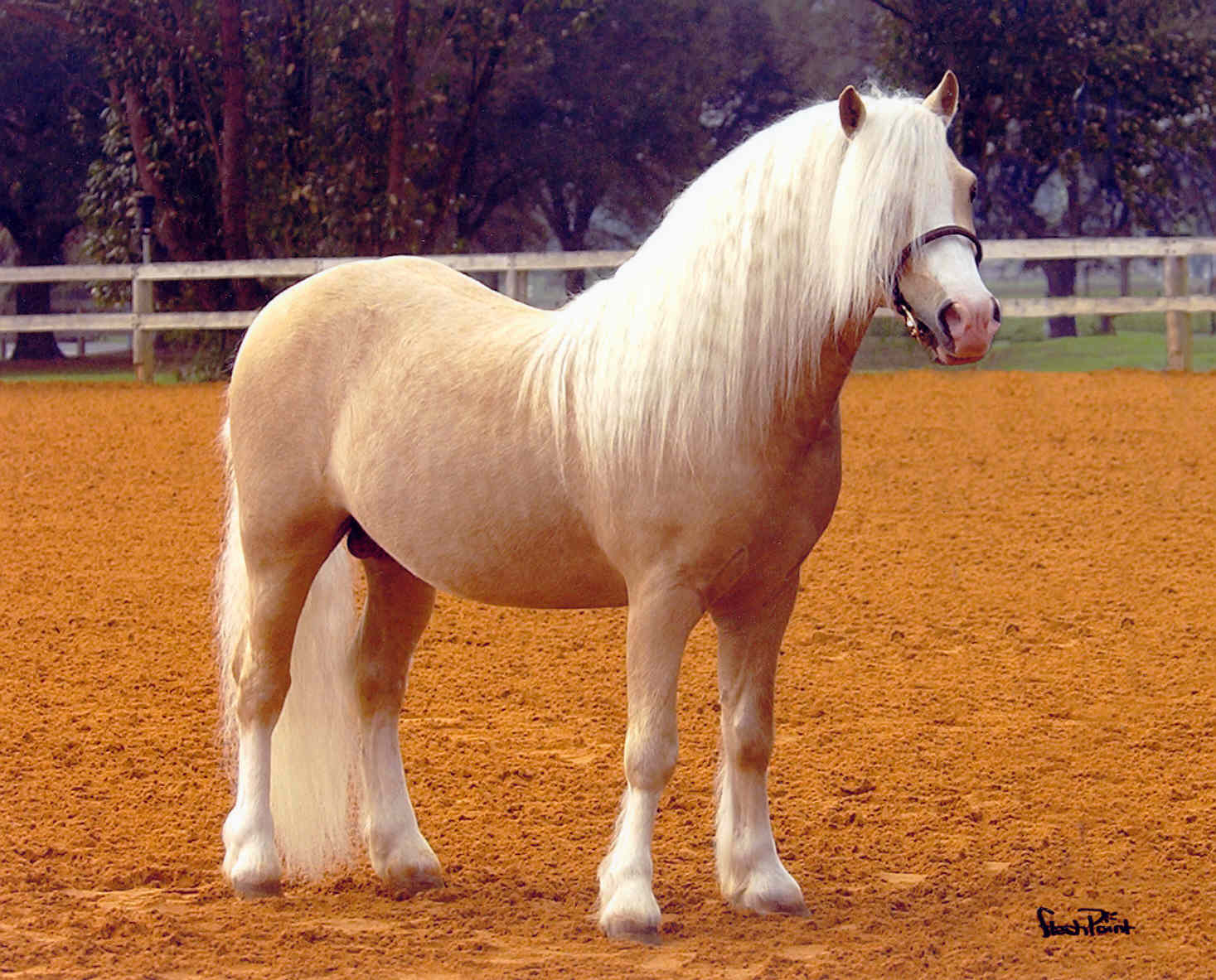 SpringbourneElDorado