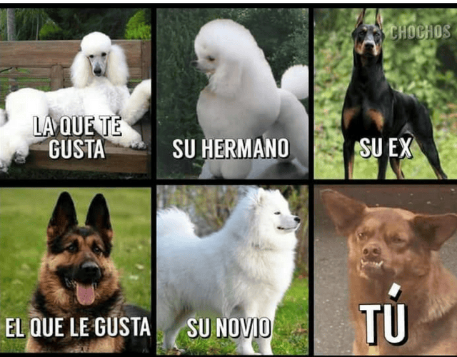 La historia detrás de los memes de 'Chilaquil' el perro más famoso del