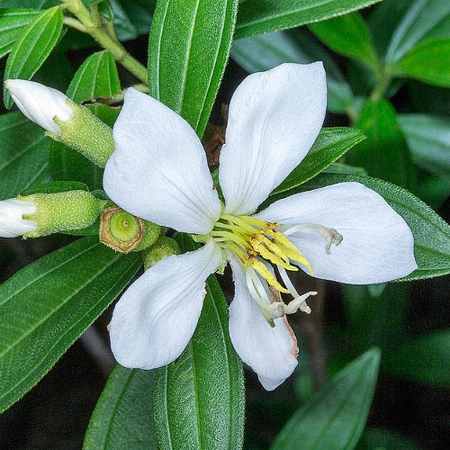 Anak Pokok Senduduk Putih Kebuna Putrajaya