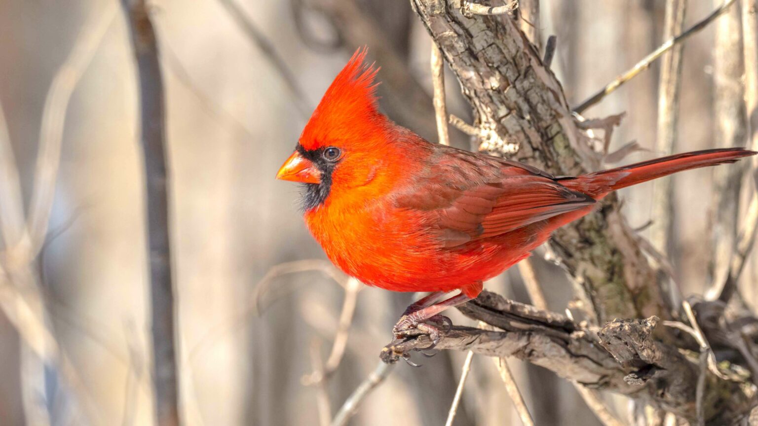 What Does It Mean When You See A Red Cardinal Keen