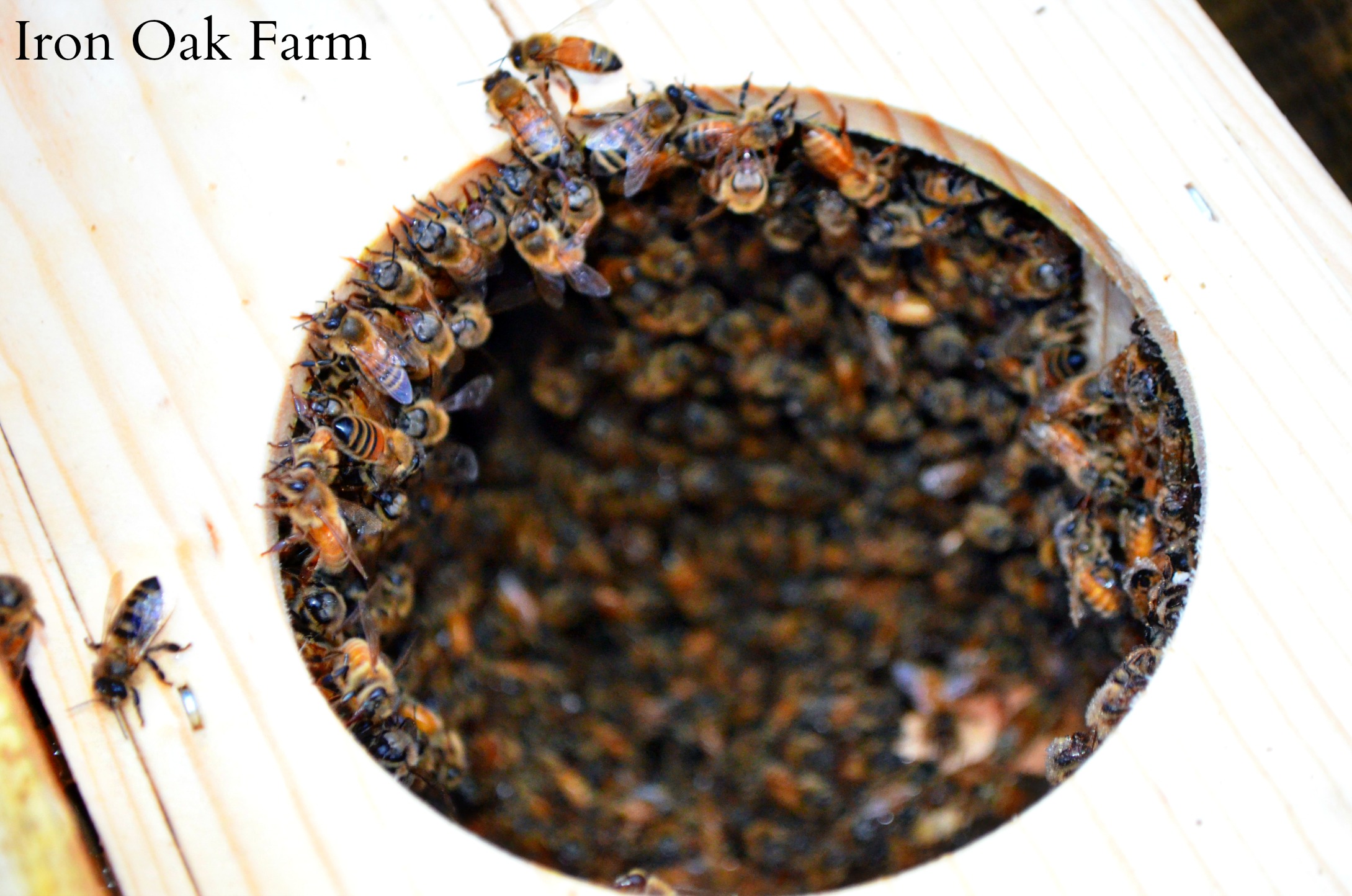 Package Bees, A Gentler Way to Install Keeping Backyard Bees