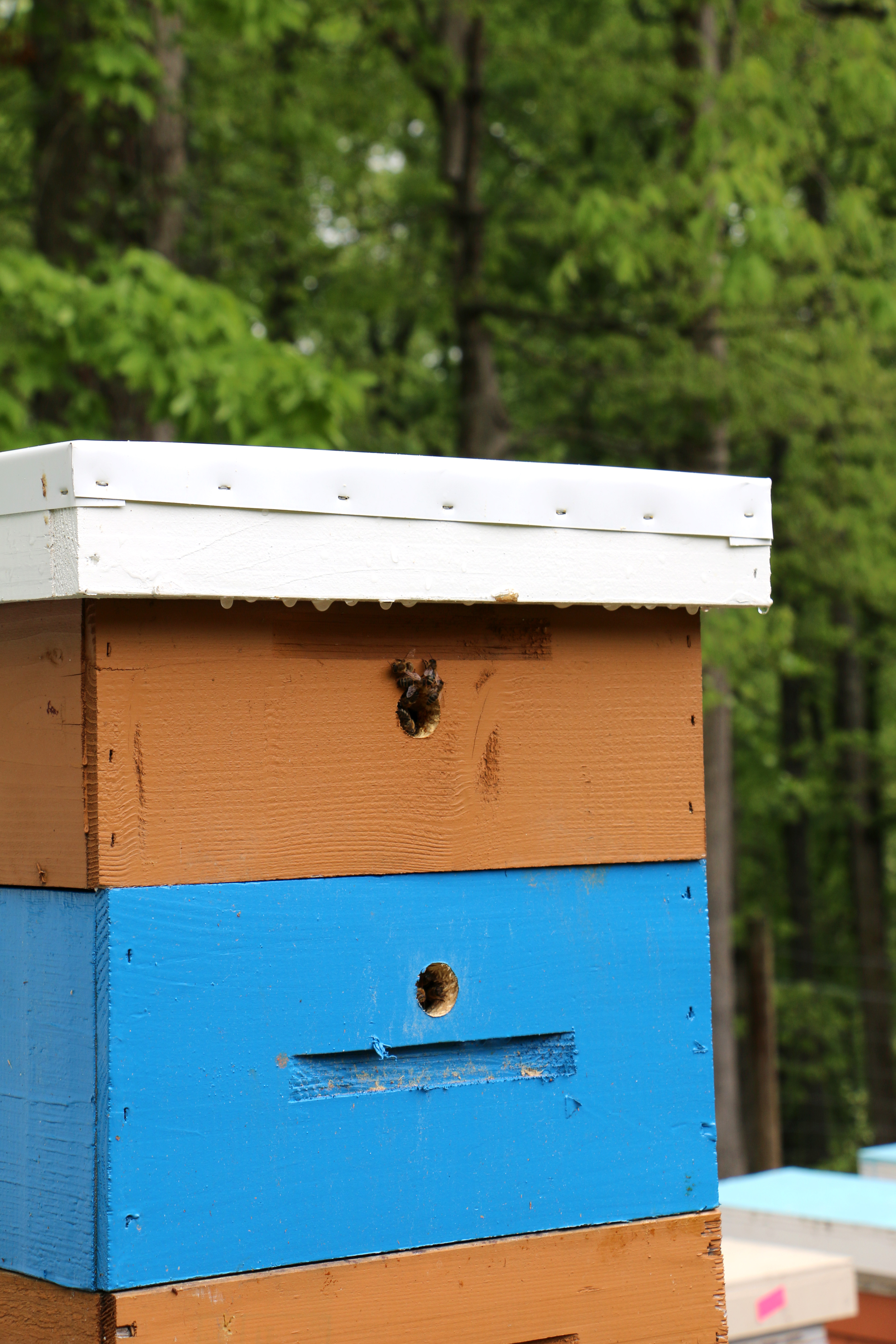 Top Entrance Bee Hives Keeping Backyard Bees